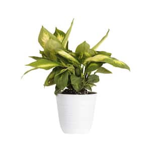 Dieffenbachia Camille Dumb Cane Live Plant 6 inch White Decor Pot