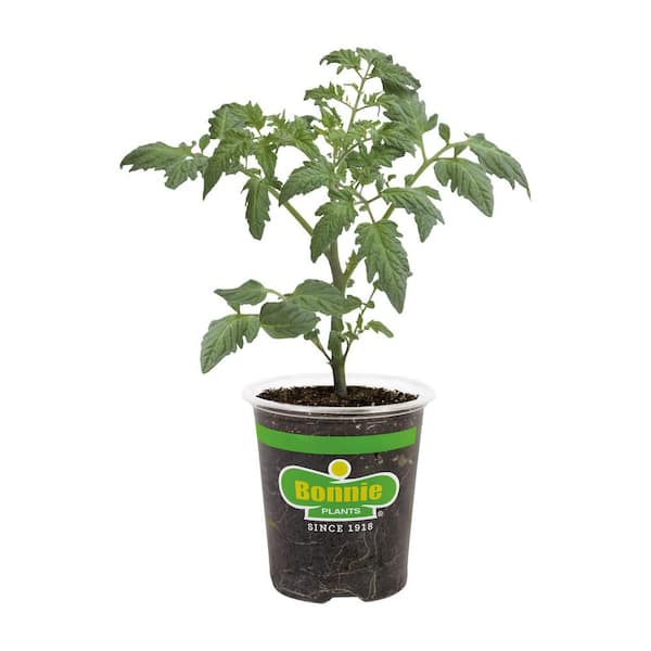 Bonnie Plants 19 oz. Celebrity Tomato Plant