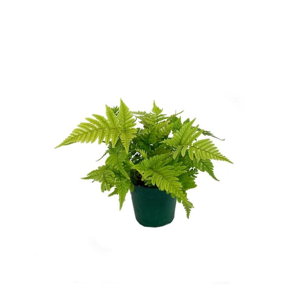 Wekiva Foliage 6 in. Autumn Fern - Live Plant in a Pot - Dryopteris Erythrosora - Rare and Exotic Ferns from Florida