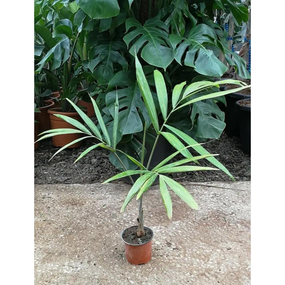 Wekiva Foliage Pemba Palm-Live Plant in a 4 in. Growers Pot-Dypsis