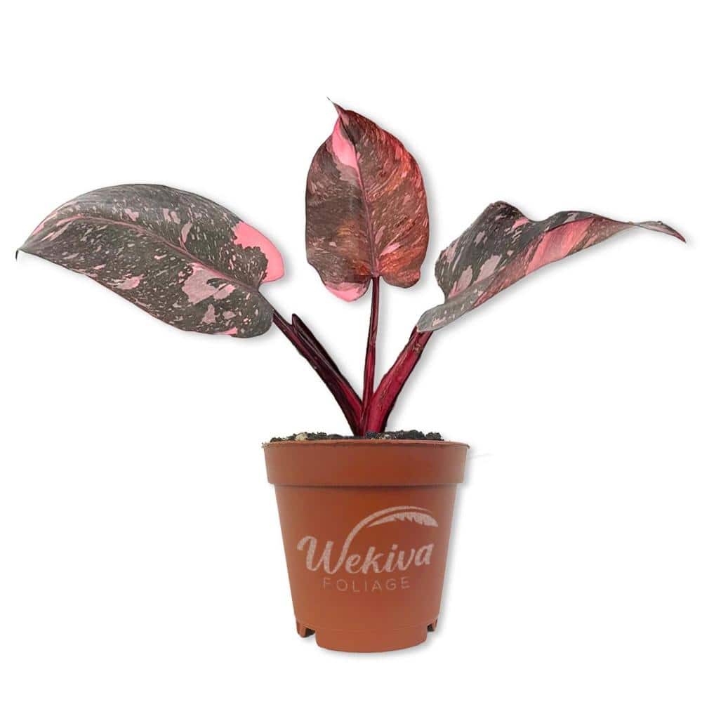 Pink Marble Philodendron - 1 Live Starter Plant - Philodendron Erubescens Pink Marble - Beautiful Vining Houseplant price history on PriceWatchPro