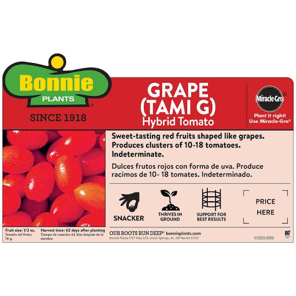 19 oz. Grape Tomato Plant