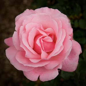Pink Rose Queen Elizabeth Root Stock
