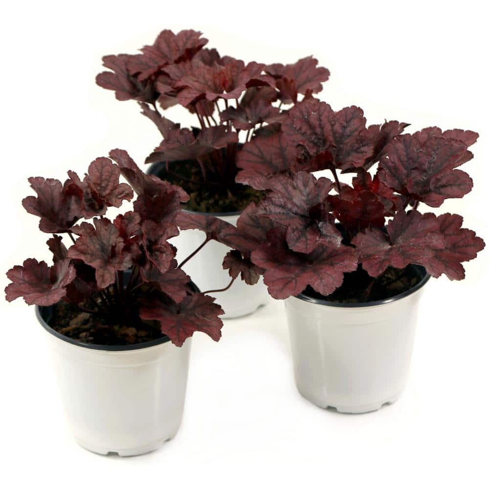 national PLANT NETWORK 4 in. Heuchera Grape Expectations Perennial ...