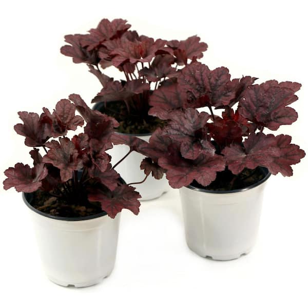 national PLANT NETWORK 4 in. Heuchera Grape Expectations Perennial Plant with Cream and Pink Flowers (3-Pack)