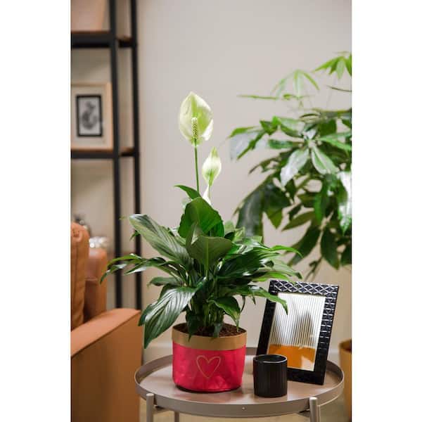peace lily in water vase