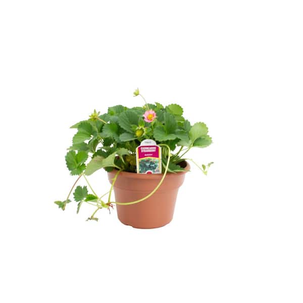 6 in. Pot Capella Strawberry Queeny Plant (2 Plants)