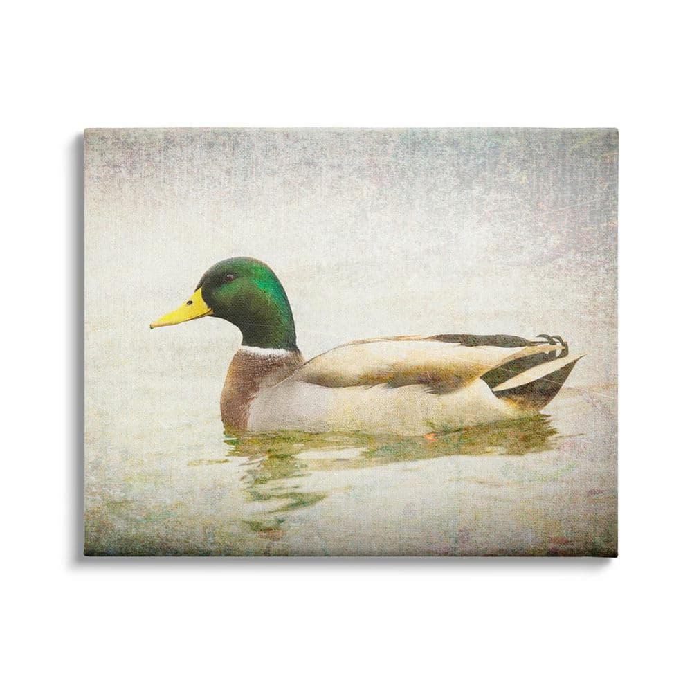 mallard duck drawing