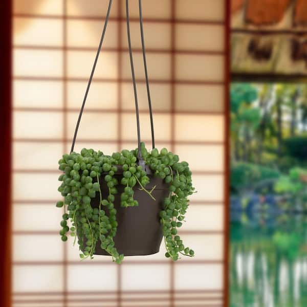 Altman Plants 6 in. Assorted String of Pearls Hanging Basket Plant