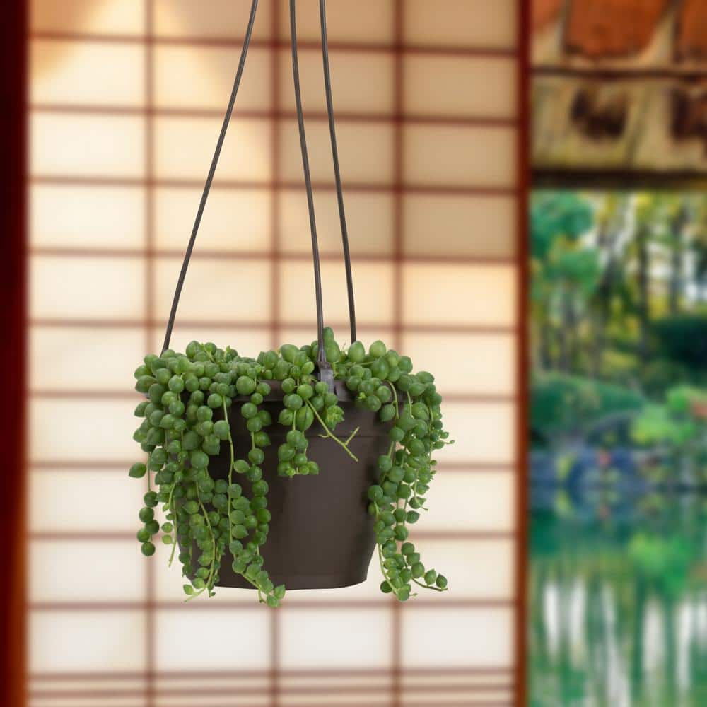 Senecio Radicans String of Pearls in Brown Plastic Hanging Planter