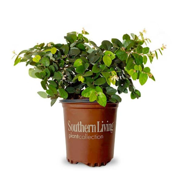 SOUTHERN LIVING 2.5 Qt. Emerald Snow Semi-Dwarf Loropetalum, Evergreen Shrub with Green Foliage, White Ribbon Blooms
