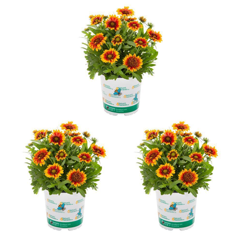Vigoro 2 qt. Gaillardia Spintop Red Starburst Red and Yellow Bicolor