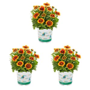 2 qt. Gaillardia Spintop Red Starburst Red and Yellow Bicolor Perennial Plant (3-Pack)