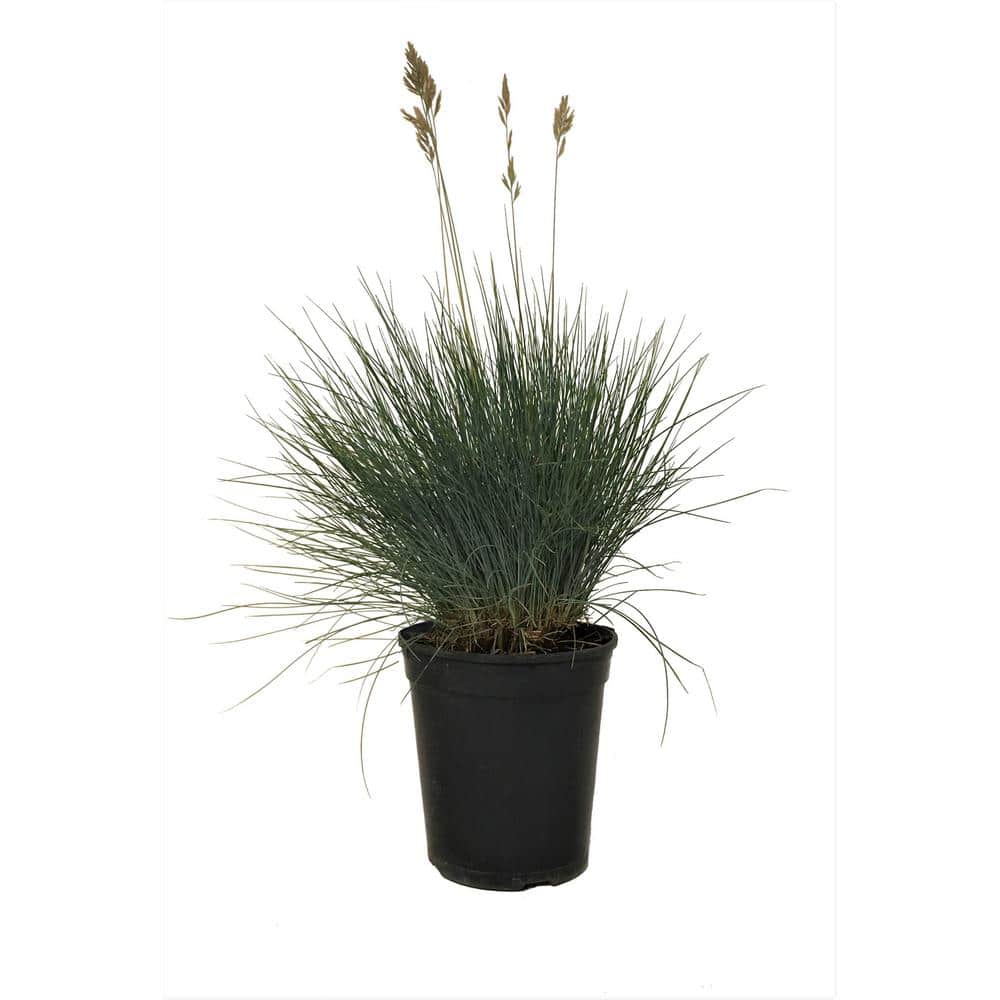 Blue Fescue Grass (Festuca Glauca) Elijah Blue