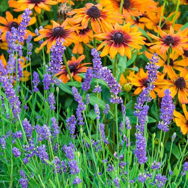DIRECT GARDENING 1 Gal. Pot, Phenomenal Lavender Flowering Potted Perennial  Plant (1-Pack) 11214 - The Home Depot
