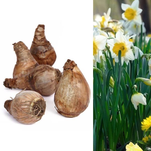 Daffodil Ice Follies Bulbs (50-Pack)