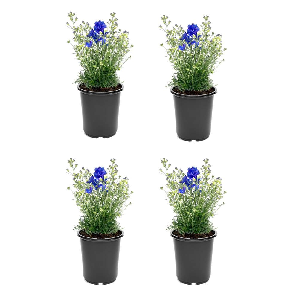 Unbranded. 2.5 qt. Delphinium Larkspur Diamonds Blue Perennial