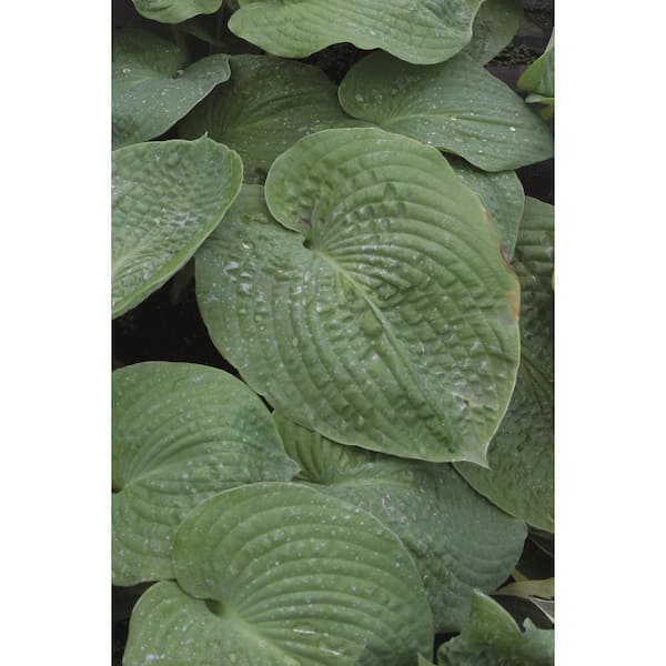 1 Gal Elegans Hosta Live Flowering Shade Perennial Plant , Blue-Gray Foliage
