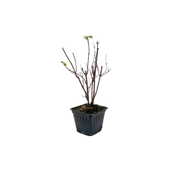 4 in. Pot Snowbelle Mockorange (Philadelphus) Live Deciduous Plant with White Flowering Shrub