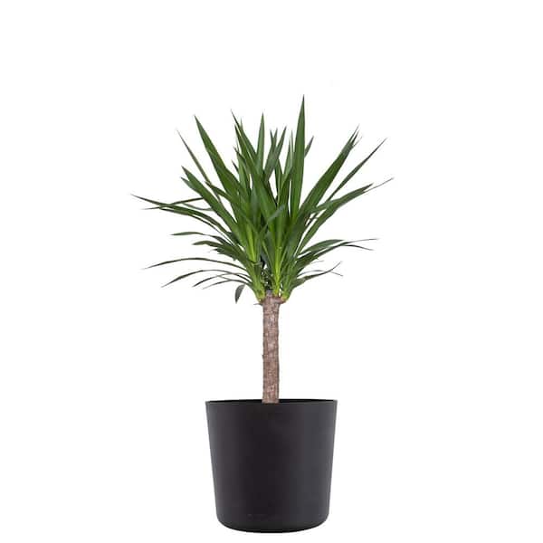 United Nursery Yucca Cane Live Indoor Outdoor Plant in 10 inch Premium Sustainable Ecopots Dark Grey Pot with Removeable Drainage Plug