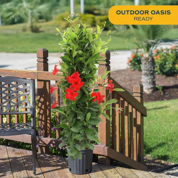 Costa Farms Grower's Choice Outdoor Mandevilla Teepee Bush in 12