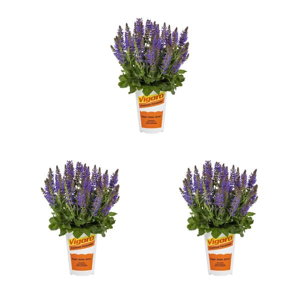 Vigoro 2 qt. Purple Salvia Sally Rosa Perennial Plant (3-Pack)