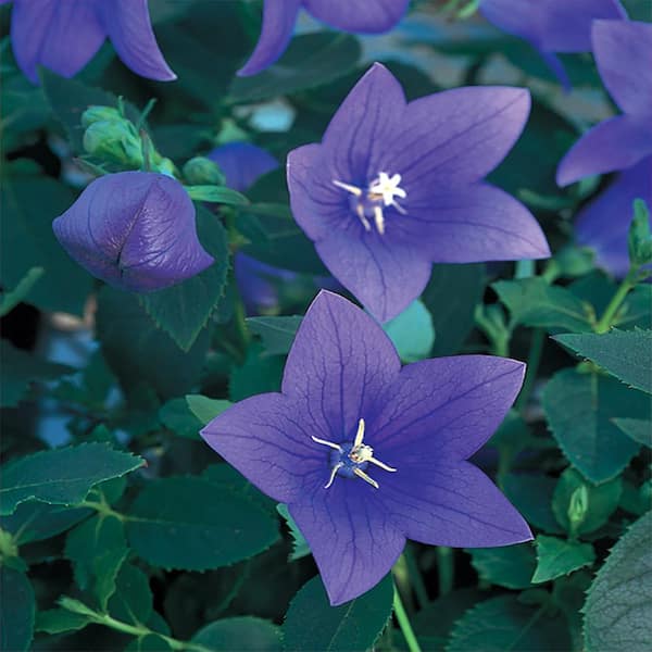 METROLINA GREENHOUSES #5 1 Qt. Astra Blue Balloon Flower Plant 409 ...