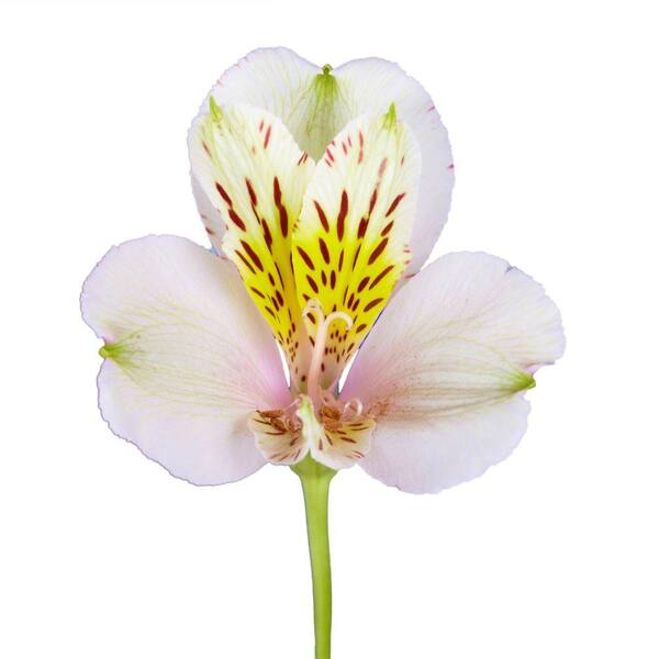 Globalrose Fresh Cream Alstroemeria Flowers (100 Stems - 400 Blooms)
