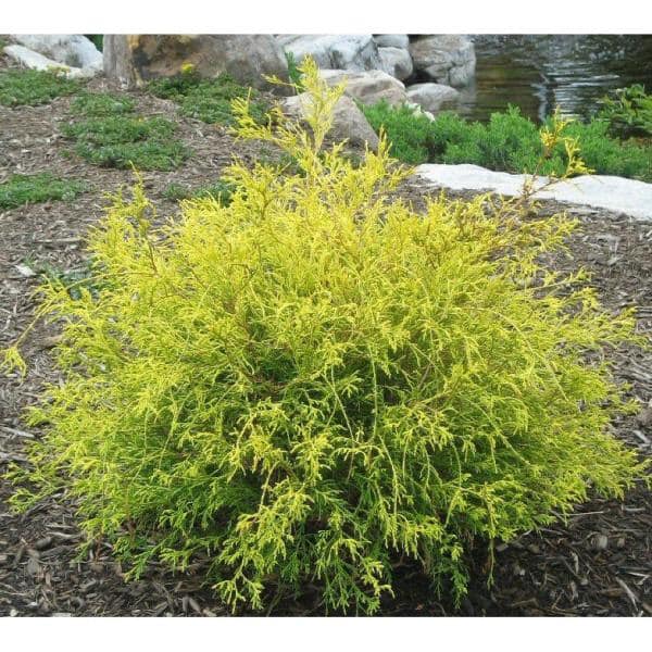 1 Gal. Gold Mop Threadbranch Cypress Shrub with Colorful Golden Yellow Evergreen Foliage