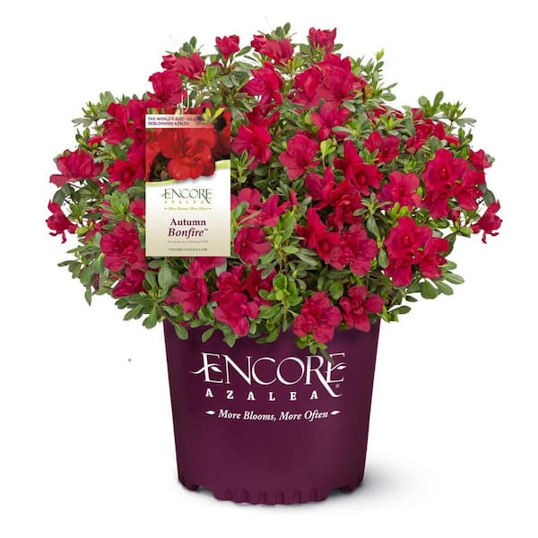 ENCORE AZALEA 2 Gal. Autumn Bonfire Azalea Bush with Reblooming Red Flowers - Low-Maintenance Evergreen Shrub