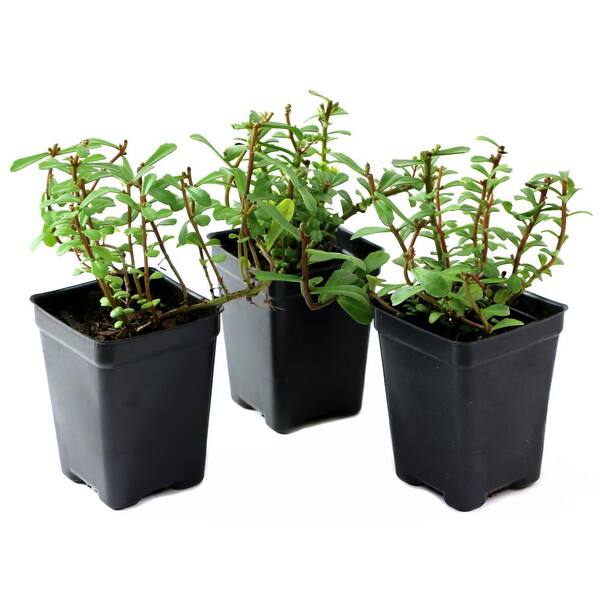 national PLANT NETWORK 2.5 in. Sedum What a Doozie Perennial Plant with Multicolor Flowers (3-Pack)