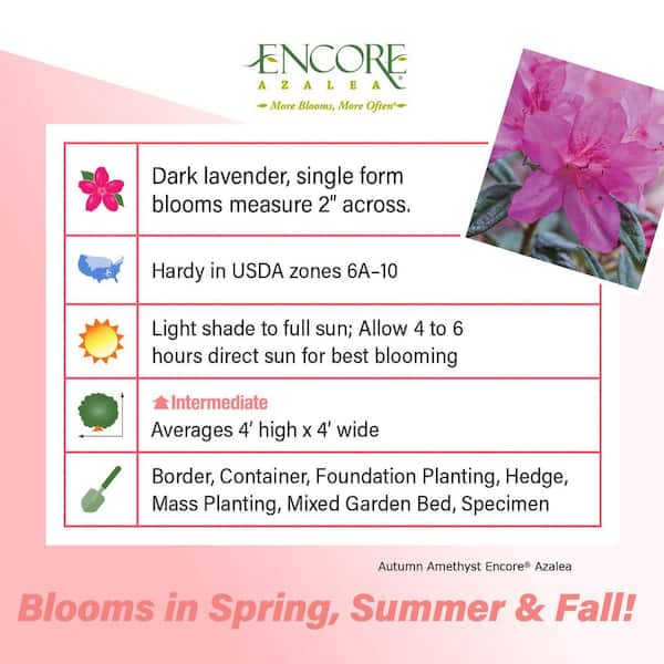 3 Gal. Autumn Amethyst Azalea Shrub with Reblooming Small Magenta-Purple Flowers - Low-Maintenance Evergreen Bush