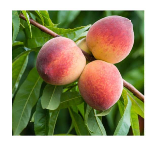 5 Gal. Big Peach Tree PCHBIG05G - The Home Depot