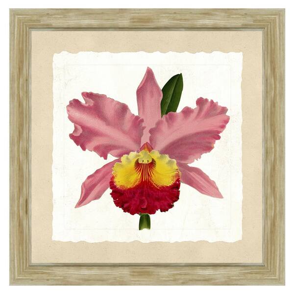 Vintage Print Gallery 20 in. x 20 in. Full Size "Pink orchid" Framed Archival Paper Wall Art