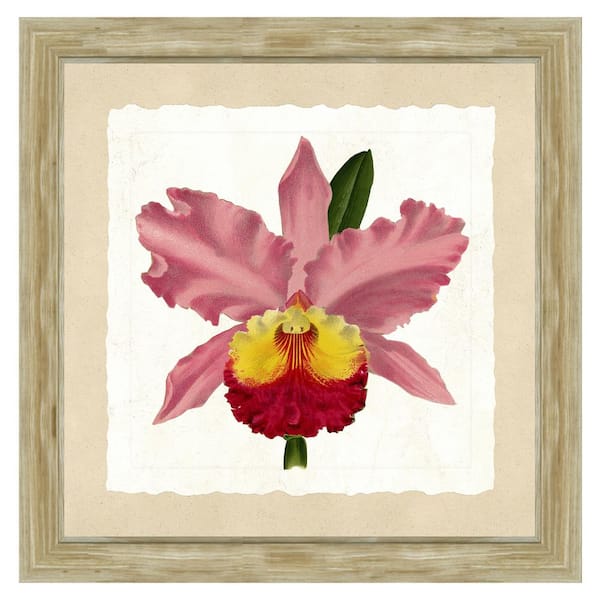 Vintage Print Gallery 24 in. x 24 in. Full Size "Pink orchid" Framed Archival Paper Wall Art