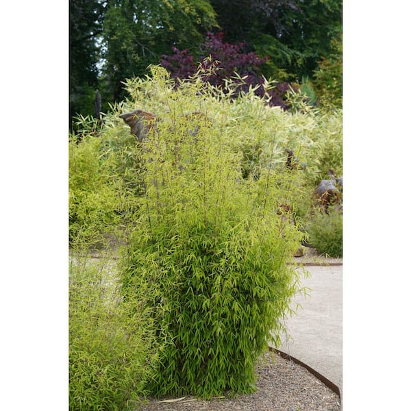Online Orchards 5 gal. Golden Bamboo Shrub – Fast-Growing