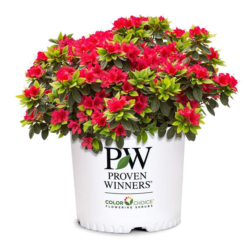 Proven Winners 2 Gal. Perfecto Mundo Red Azalea Shrub With Red Flowers 