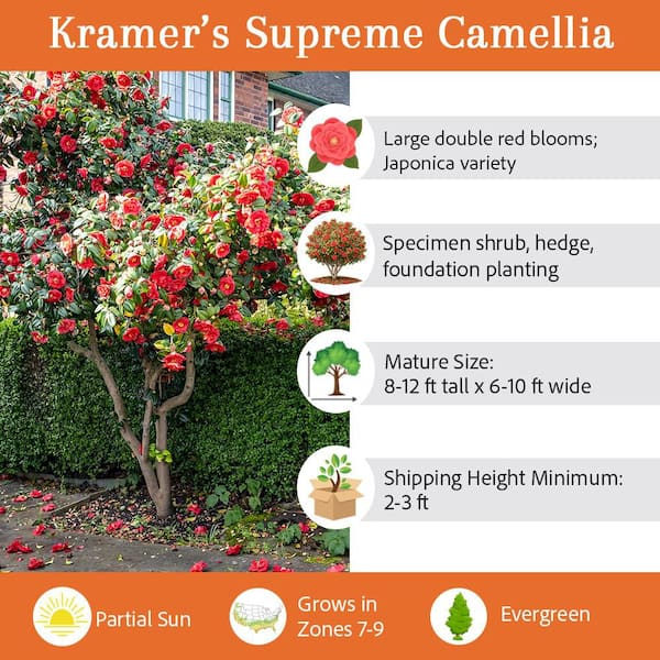 3 gal. Kramer's Supreme Japonica Camellia, Evergreen Shrub, with Red  Blossoms CAMKSU03G - The Home Depot