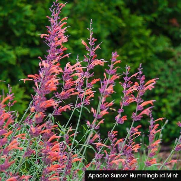 DIRECT GARDENING Apache Orange Flowering Hummingbird Mint Agastache Dormant Bare Root Perennial Starter Plant Roots (2-Pack)