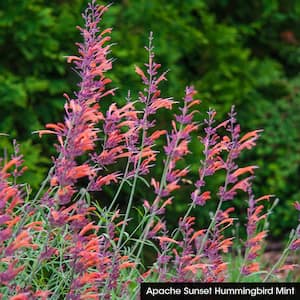 Apache Hummingbird Mint (Anise Hyssop - Agastache), Live Bareroot Perennial Plant, Orange Flowers (1-Pack)