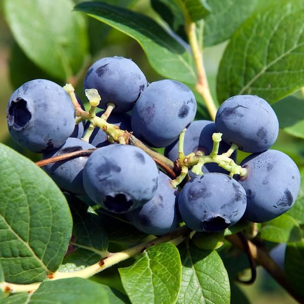 7 Gal. Premier Rabbiteye Blueberry Plant
