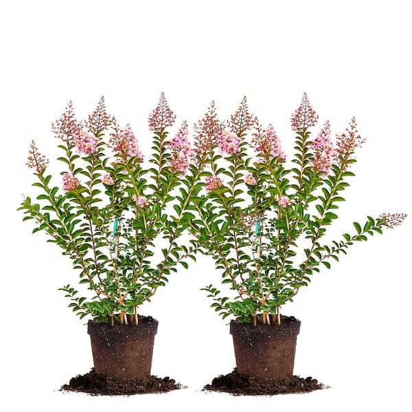 Unbranded 3 Gal. Sioux Crape Myrtle (2-Pack)