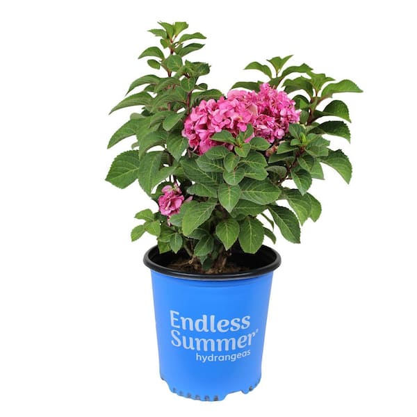 誕生日プレゼント ALTMAN PLANTS Endless Summer Pink Hydrangea Shrub in 8 qt ノート・メモ帳