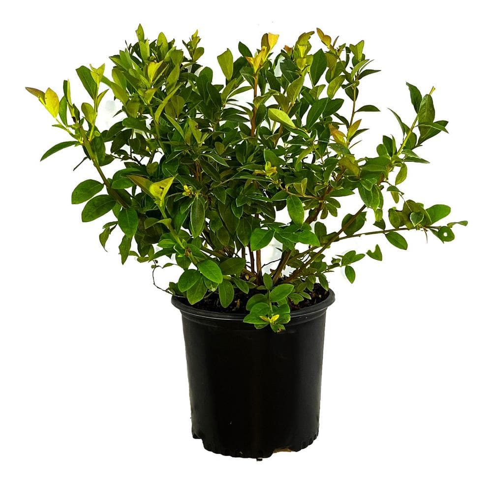 2.25 Gal. Blue Jay Blueberry Live Plant with Sweet, Large Berries