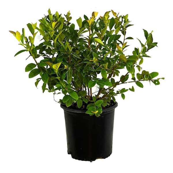 Unbranded 2.25 Gal. Blue Jay Blueberry Live Plant with Sweet, Large Berries