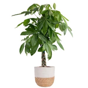 10 in. Pachira Braid Indoor Money Tree Plant in Decor Weave Basket Planter, Avg. Shipping Height 3-4 ft. Tall