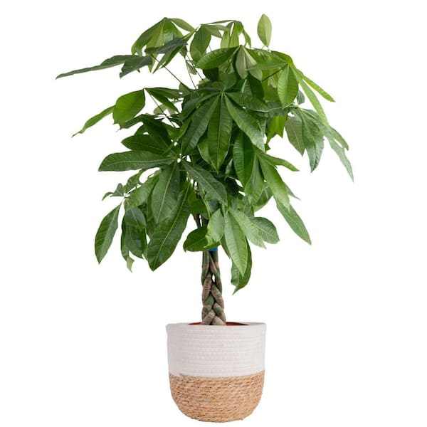 10 in. Pachira Braid Indoor Money Tree Plant in Decor Weave Basket Planter, Avg. Shipping Height 3-4 ft. Tall