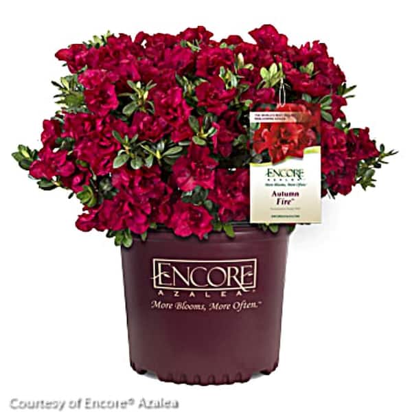 ENCORE AZALEA Azalea Encore Autumn Fire 3 Gal. Shrub with Rich True Red Color Reblooming Flowers