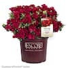 ENCORE AZALEA Azalea Encore Autumn Fire 3 Gal. Shrub with Rich True Red Color Reblooming Flowers 10214