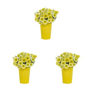 2 qt. Bee's Knees Petunia Annual Plant with Yellow Flowers (3-Pack)
